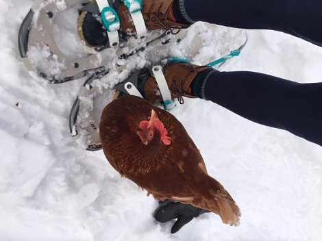 Harriett, the snow-shoeing chicken 